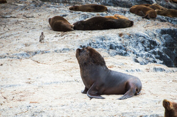 Beagle Channel Sea Lion colony, Ushuaia, Tierra Del Fuego, Patagonia, Argentina, South America