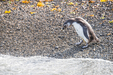 Magellanic penguins (Spheniscus magellanicus) at Martilla Island in the Beagle Channel at Ushuaia, Tierra Del Fuego, Patagonia, Argentina, South America