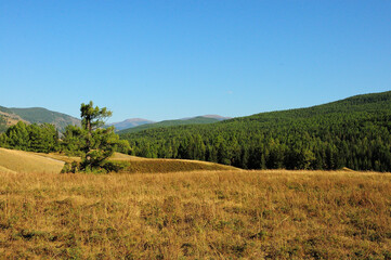 A small pine tree on the slope of a high hill surrounded by mountains covered with coniferous forest.