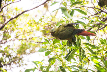 Austral parakeet (aka Austral conure, or Emerald parakeet, Enicognathus ferrugineus), Tierra Del Fuego National Park, Ushuaia, Patagonia, Argentina, South America