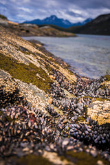 Mussels in Tierra Del Fuego National Park, Ushuaia, Patagonia, Argentina, South America