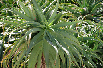 Fototapeta premium Full frame close-up view of aloe vera succulent plants