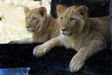 Naklejka na ściany i meble Lion cubs relaxing