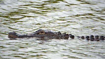 Alligator swimming in a canal in Clewiston, Florida, USA