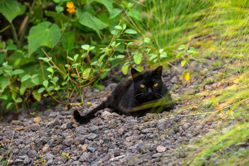 Feral cat in Hawaii