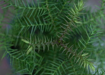 Fototapeta na wymiar Araucaria cunninghamii tree top angle view