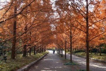 メタセコイヤ並木の黄葉情景＠神戸、兵庫