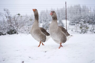 pare of geese in the snow