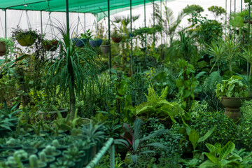 Plant nursery greenhouse inside view