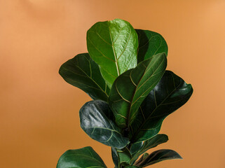 Close up of green leaf of ficus lyrata or Fiddle Leaf Fig on brown background. Indoor gardening,...