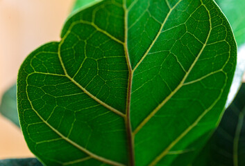 close up of a leaf of ficus lyrata or fiddle leaf fig. 