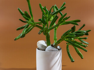 Crassula succulent plant in a white pot on brown background. Indoor gardening, houseplant care