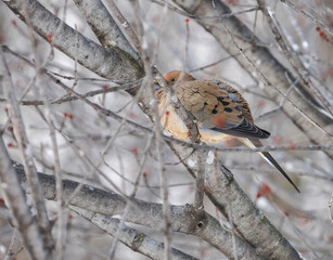 bird in snow