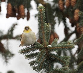 robin on branch
