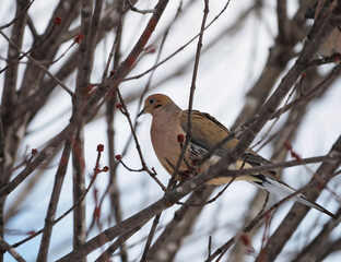 robin on branch