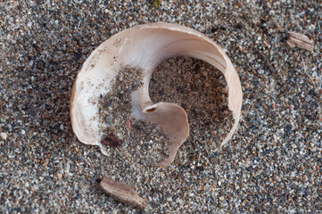 Natural Yin Yang - shell