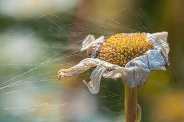 Verwelkte Margerite - faded ox eye (Leucanthemum)