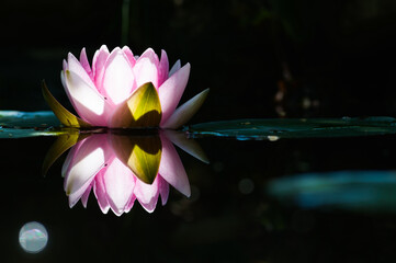 Blühende Seerose im Gegenlicht mit Spiegelung
