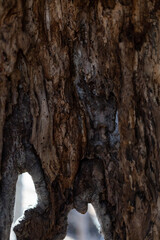 Tree Detail
