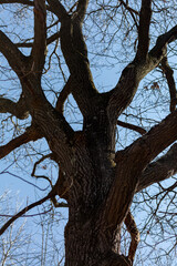 Fototapeta na wymiar Big Branch Tree