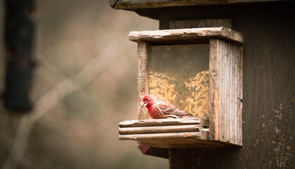 bird feeder in winter
