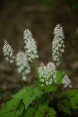 Heart Leaf Foam Flower