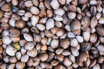 Clams at Angelmo fish market, Puerto Montt, Chile, South America
