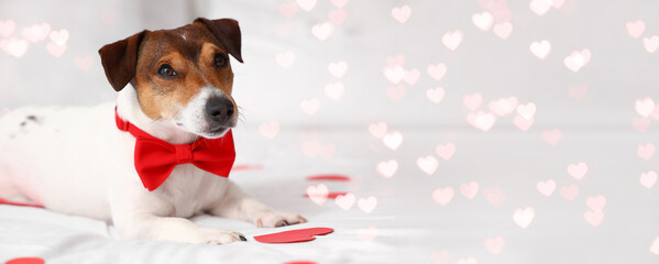 Jack Russel terrier with bow tie and paper hearts lying on bed with space for text. Valentine's Day...