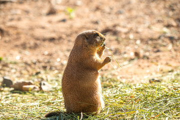 prairie dog eating