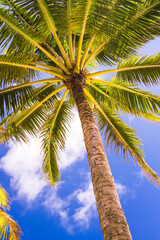 Fototapeta premium Tropical palm tree with clear blue sky in Titikaveka, Rarotonga Island, Cook Islands, South Pacific Ocean