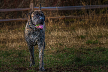 2022-02-07 A LARGE ENGLISH MASTIFF WITH A TENNIS BALL IN HIS MOUTH STANDING UP AT THE MARYMOOR OFF LEASH DOG PARK IN REDMOND WASHINGTON