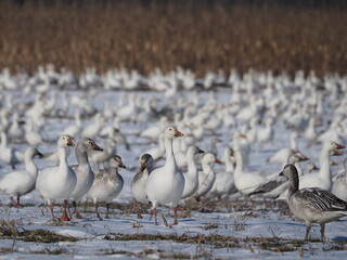 wild snow geese grazing on snow-covered grass