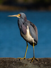 tricolored heron perched on a wooden beam by the  lake