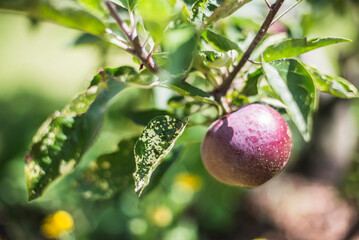 Orchard at Pompallier Mission House, Russell, Bay of Islands, Northland Region, North Island, New Zealand