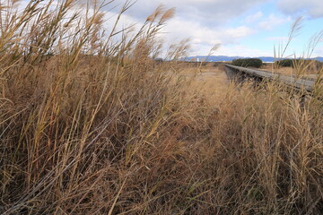 Fototapeta premium 京都府八幡市の流れ橋（上津屋橋）