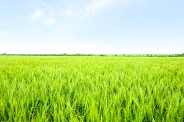 Fototapeta na wymiar Beautiful field with green wheat on sunny day