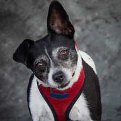 An american dog - The Rat Terrier