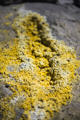 Yellow Sulphur at White Island Volcano, an active volcano in the Bay of Plenty, North Island, New Zealand