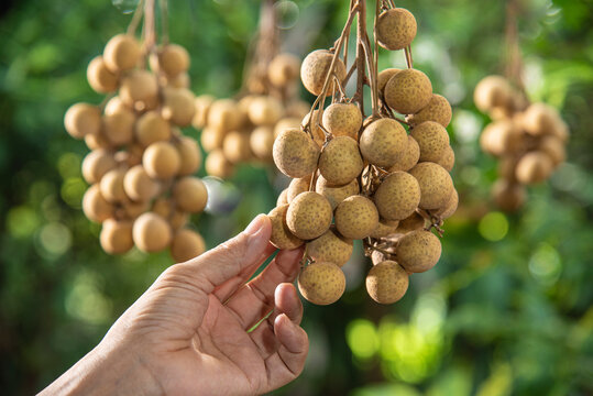 hand picking longan fruit