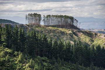 Deforestation of a Forest landscape, Gisborne Region, North Island, New Zealand