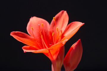 red lily flower