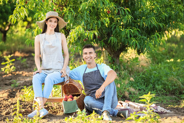Naklejka na ściany i meble Young couple and wicker basket with sweet peaches in garden on summer day