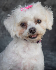 A small, white cross breed dog between a Bichon Frise and a Maltese Terrier.