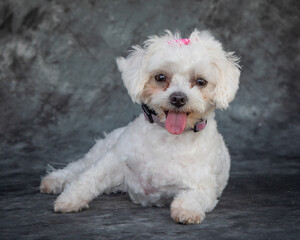 A small, white cross breed dog between a Bichon Frise and a Maltese Terrier.