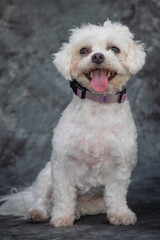 A small, white cross breed dog between a Bichon Frise and a Maltese Terrier.