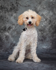 A smiling into the camera Poodle.