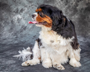 A blabk and tan, slight;y overweight King Charles Spaniel.