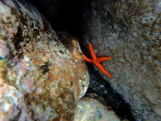 Orange Starfish, Sicily, Italy