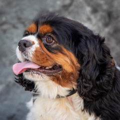 A blabk and tan, slight;y overweight King Charles Spaniel.