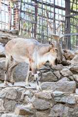 Markhor (Capra fakoneri) in zoological garden